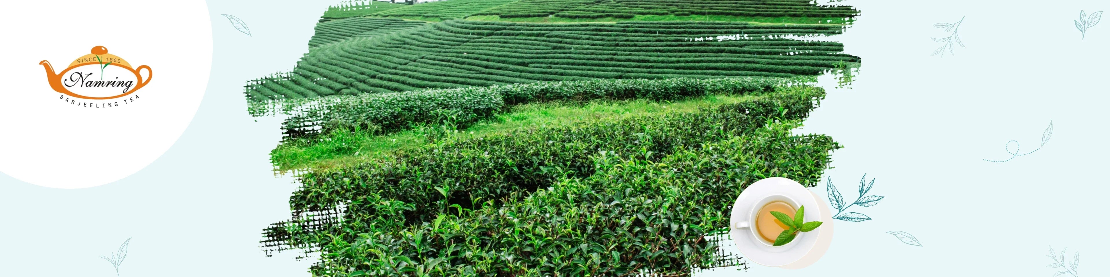 Namring Tea Estate