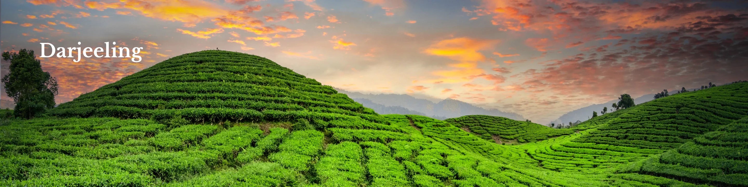 Darjeeling Tea Online