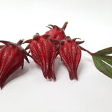 Forest Pick Wild Green Tea with Hibiscus Roselle – Handcrafted Tea from the Forests of Manipur