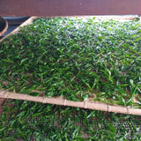 Forest Pick Manipur Wild Oolong Tea – Handcrafted Rare Tea from the Hills of Manipur