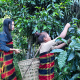 Forest Pick Manipur Wild Oolong Tea – Handcrafted Rare Tea from the Hills of Manipur