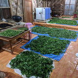 Forest Pick Manipur Wild Oolong Tea – Handcrafted Rare Tea from the Hills of Manipur