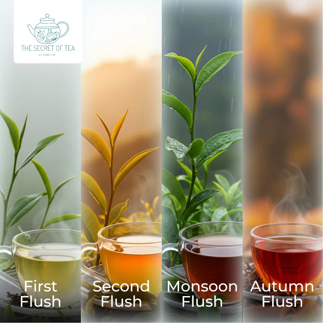 Darjeeling Tea Flushes Explained: First, Second (Muscatel), Monsoon & Autumn