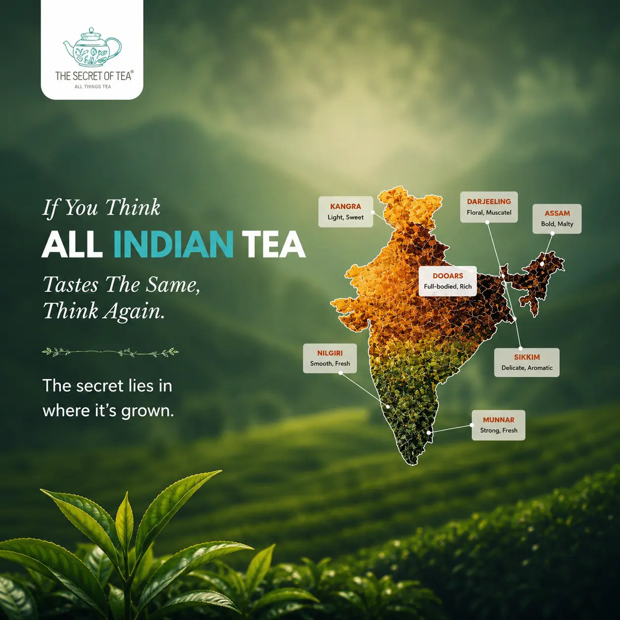 Tea Growing Regions of India