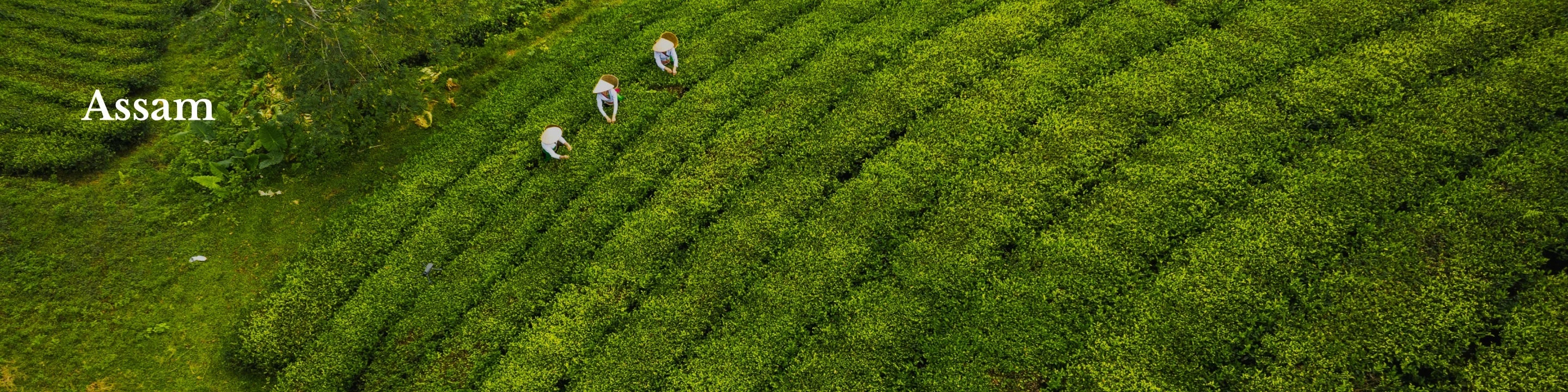 Assam Tea Online- The Secret of Tea