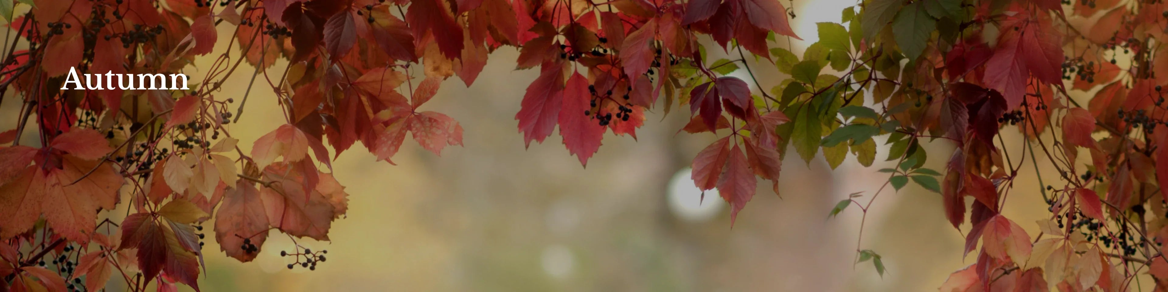 Autumn Flush Tea