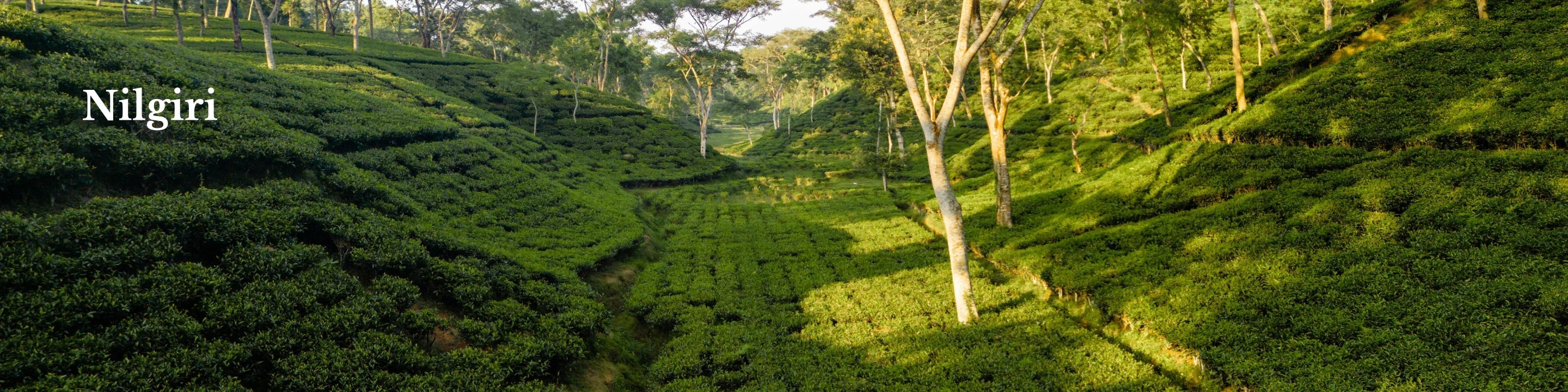Nilgiri