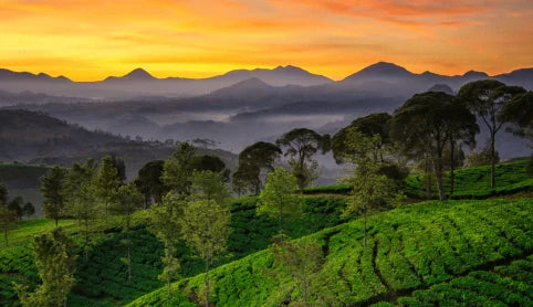 Teavine- Crafted with Purpose