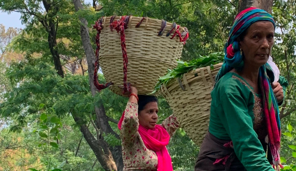 Kangra Tea House- Women carrying baskets with tea leaves