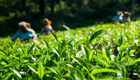 House of Arunika Tea Plantation