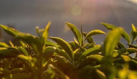 Jomga Tea Leaves