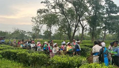 Lluvia Tea Plantation in the Lush Tea Gardens of Assam
