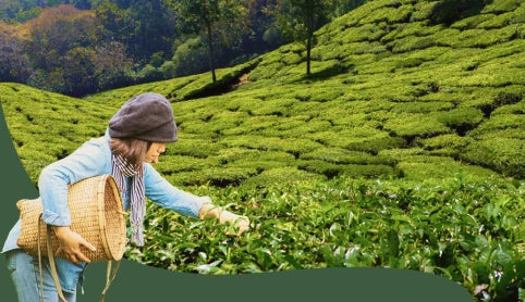 Tea Mill Tea Plantation