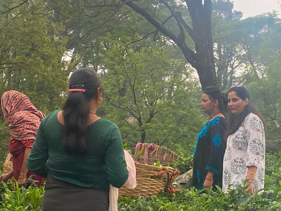 Kangra Tea House- 100% Organic Tea