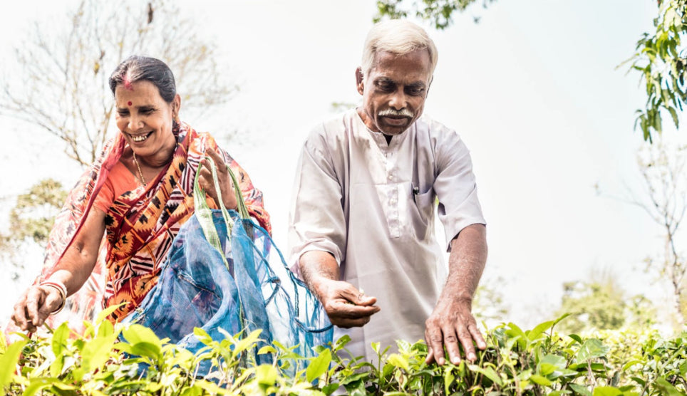 Jalinga Tea Estate- a single, sustainable estate in South Assam