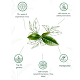 1950 Origins Darjeeling Green Tea Leaf Illustration