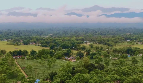 1950 Origins Tea Garden Landscape