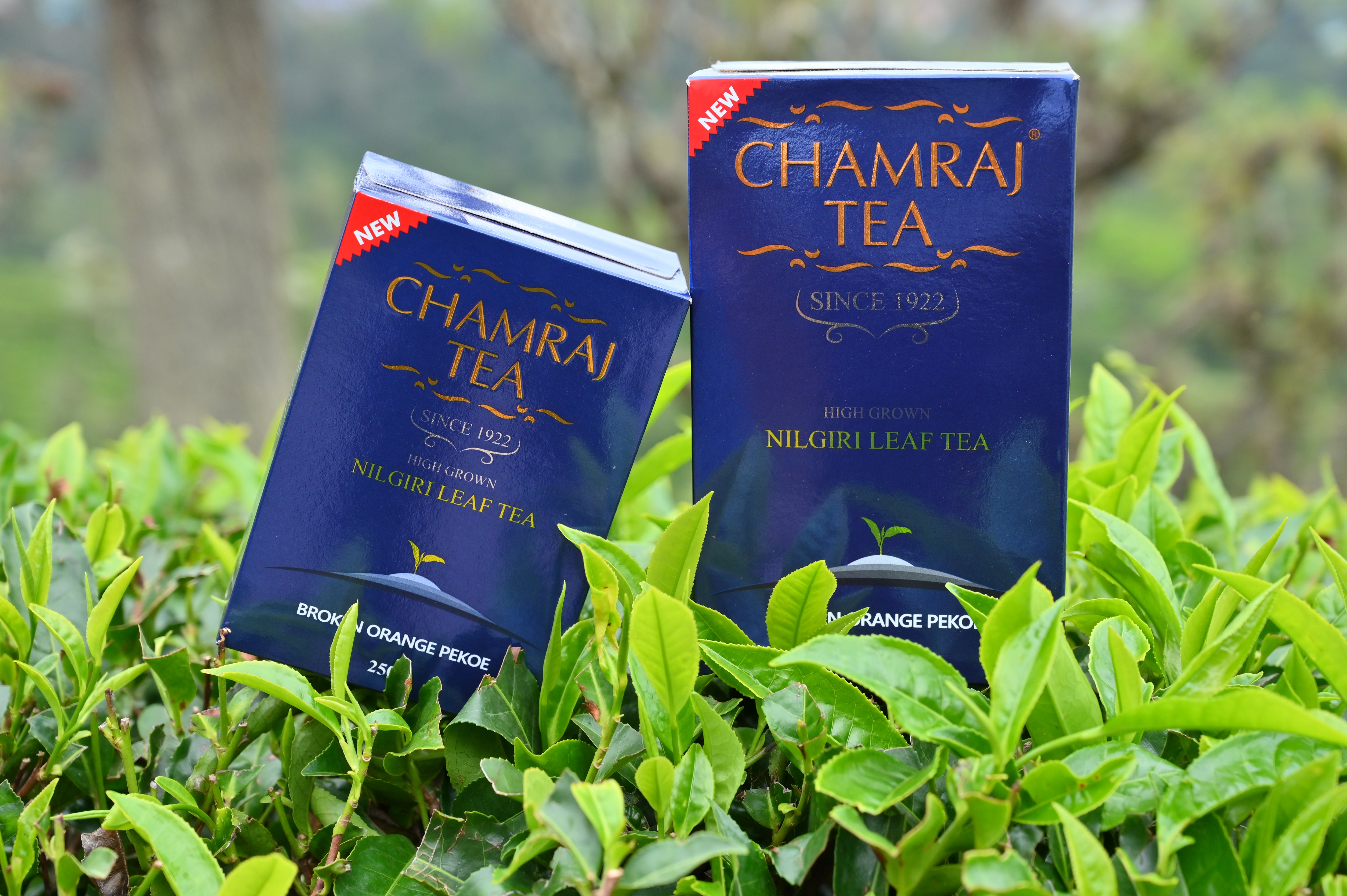 Chamraj Broken Orange Pekoe Tea Pack