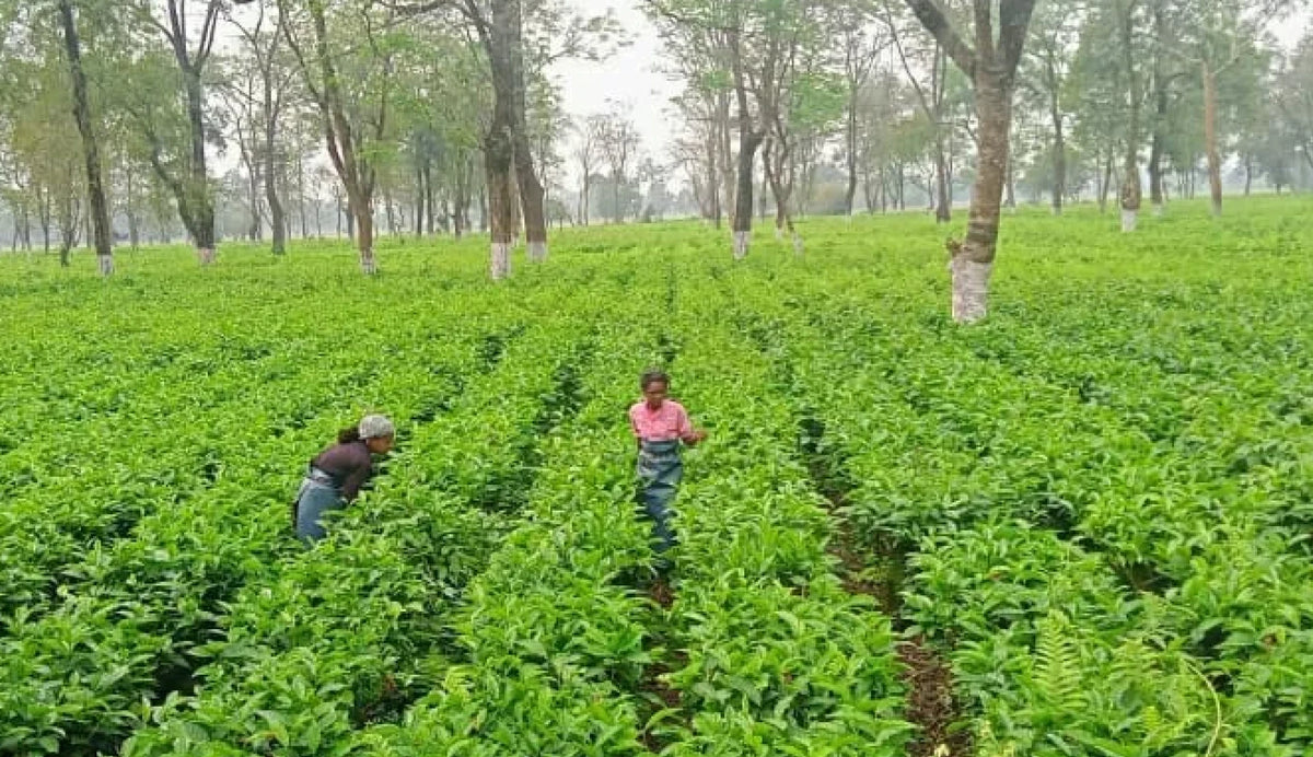 Abali Organic Tea Estate