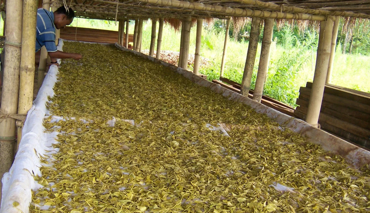 Abali Organic Tea Processing