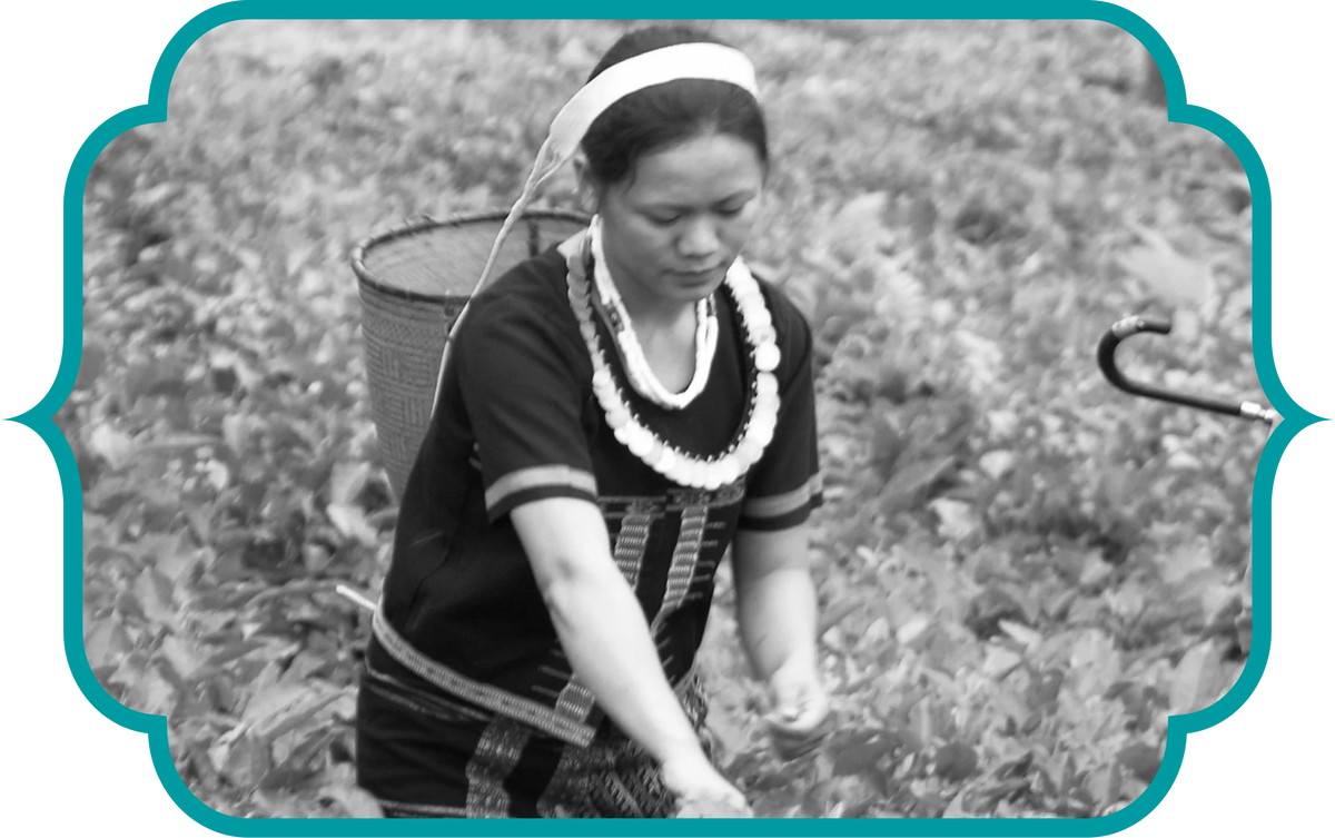 About Abali Organic Tea