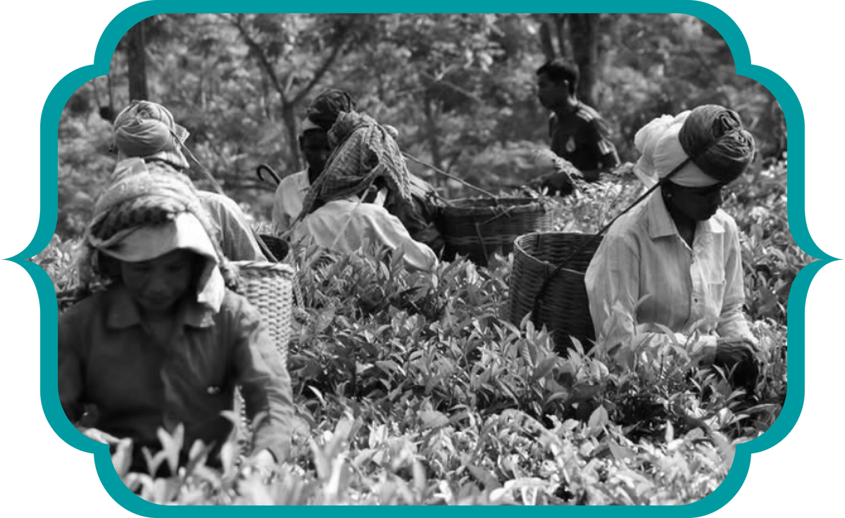 About Chang's Organic Tea