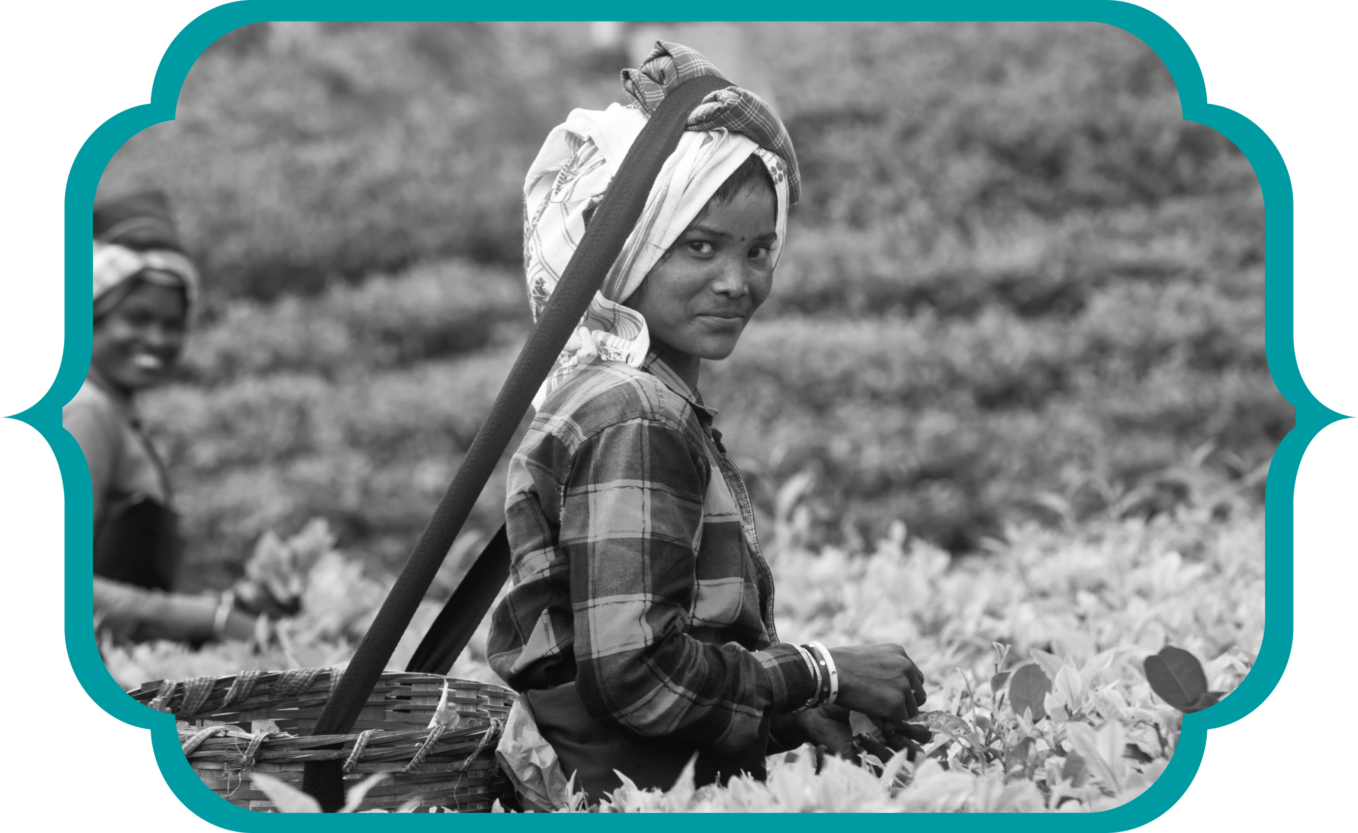 About Luxmi Tea