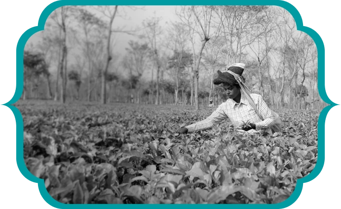 About Majherdabri Tea Estate