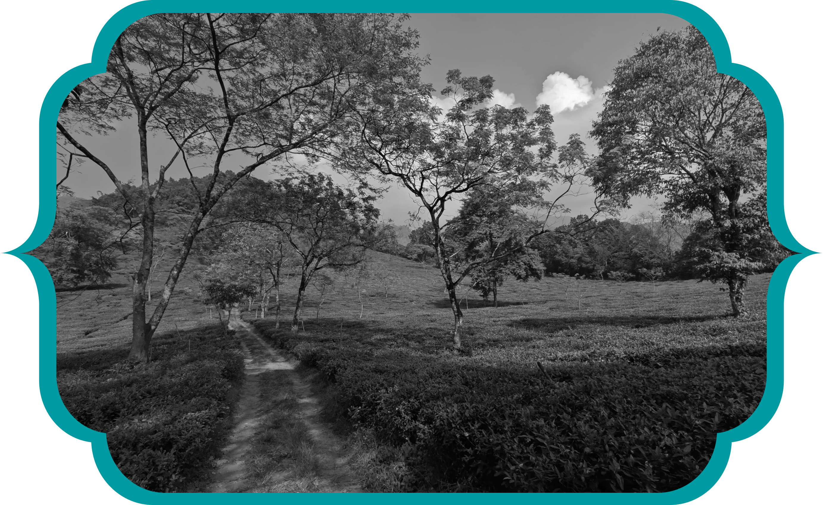 About Makaibari Tea Estate