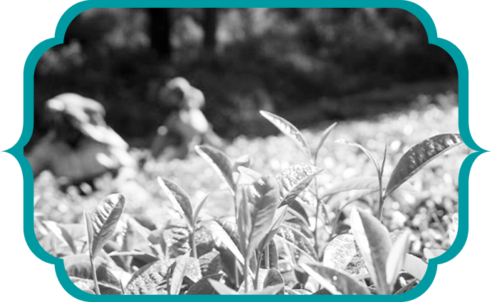 About Pembroke Tea