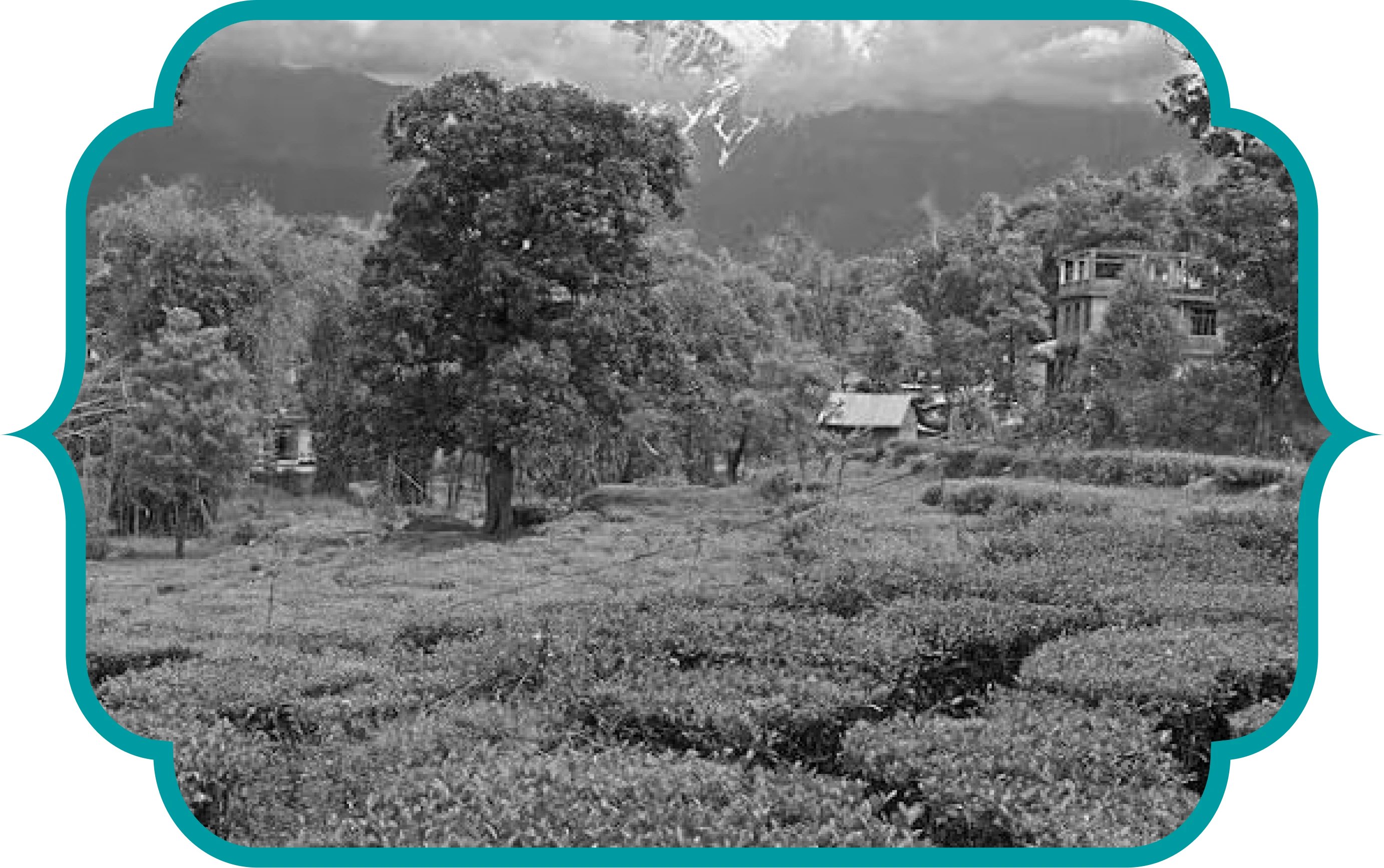 About Premier’s Tea
