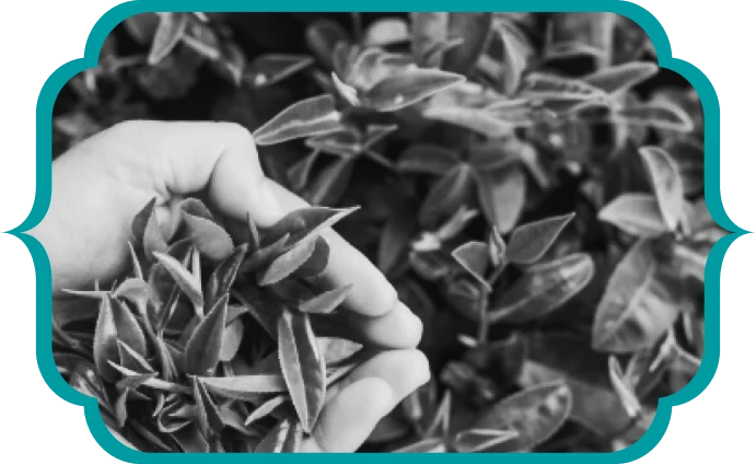 About Soulsip Tea
