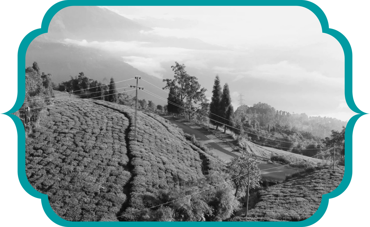 About Temi Tea Estate