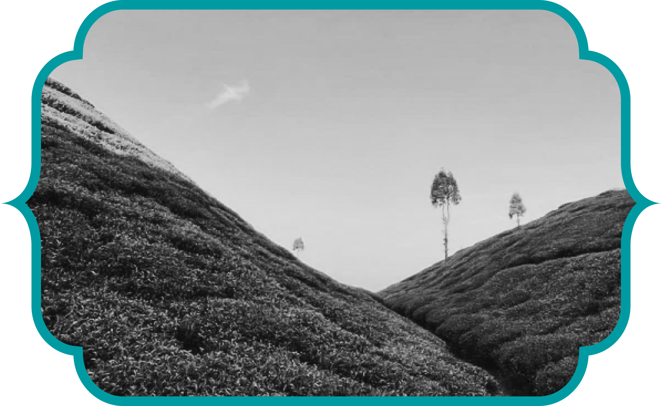 About Udyan Tea
