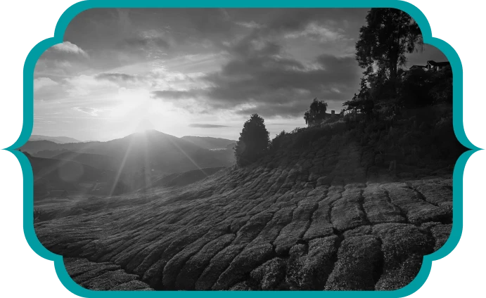 About VoyaGo Tea
