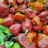 Bhut Jolokia (Ghost Pepper aka King Chillie