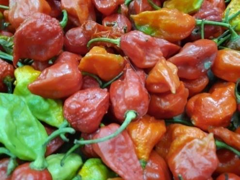 Bhut Jolokia (Ghost Pepper aka King Chillie