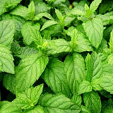 Aromica Green Mint Tea Leaves