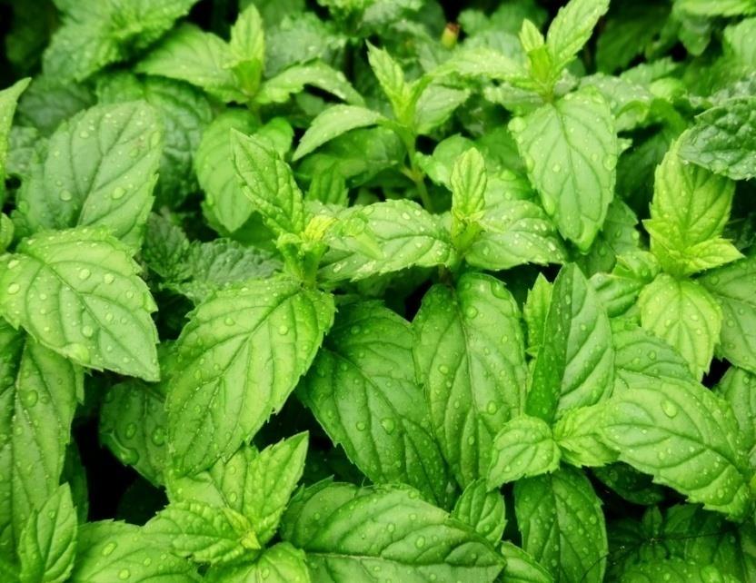 Aromica Green Mint Tea Leaves