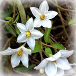Fresh Jasmine Blossoms