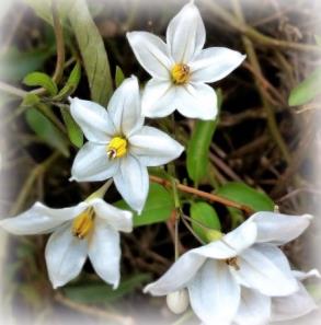 Fresh Jasmine Blossoms