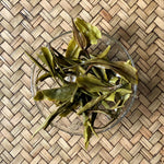 ArtTeas Long Jing Artisan Crafted Limited Edition Nilgiri Green Tea Leaves