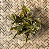 ArtTeas Long Jing Artisan Crafted Limited Edition Nilgiri Green Tea Leaves