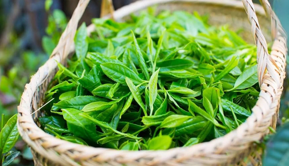 Arunachal Fresh Green Tea Leaves