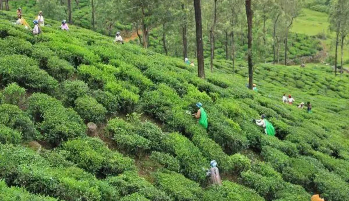 Arunachal Pradesh Tea Garden