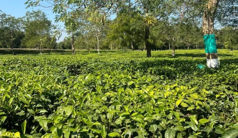 Bagicha by Jayshree Tea Plantation