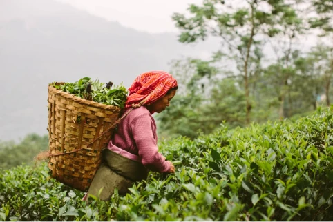 Bagicha by Jayshree Tea Premium Tea Leaves