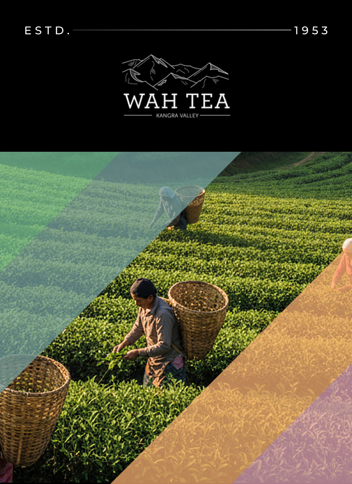 Wah Tea Estate – Premium Kangra Valley Teas – The Secret of Tea