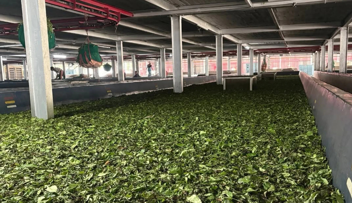 Beteaya Tea Processing