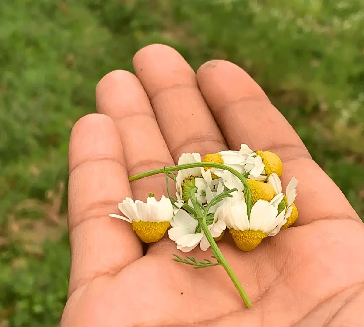 Chamomile Flowers